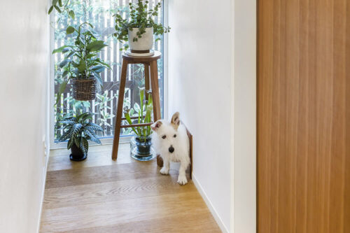 ペットと暮らす家の間取りや工夫の紹介 犬や猫の特徴を理解して考える家づくり 重量木骨の家