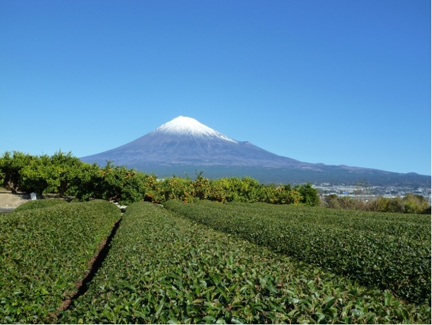 青い空と富士山と茶畑