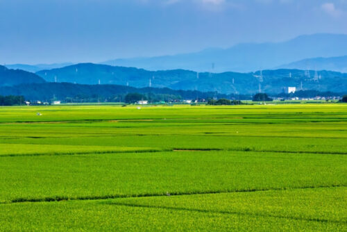 新潟の田園風景