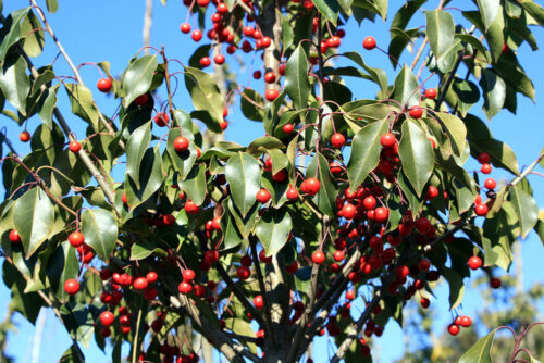 赤い実のなったソヨゴの高木