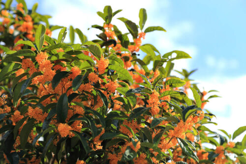 オレンジの花の咲いたキンモクセイ