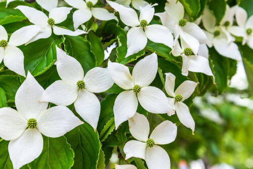 白い花の咲いたヤマボウシの高木