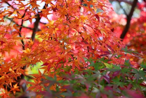 紅葉と緑の混ざったイロハモミジの高木