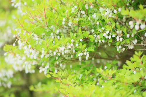 白く可憐な花のついたドウダンツツジ