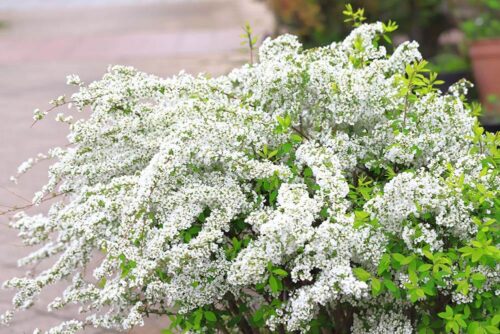 白い花の枝垂れたユキヤナギの低木