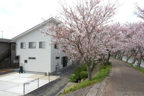 桜並木がうちの窓の風景です