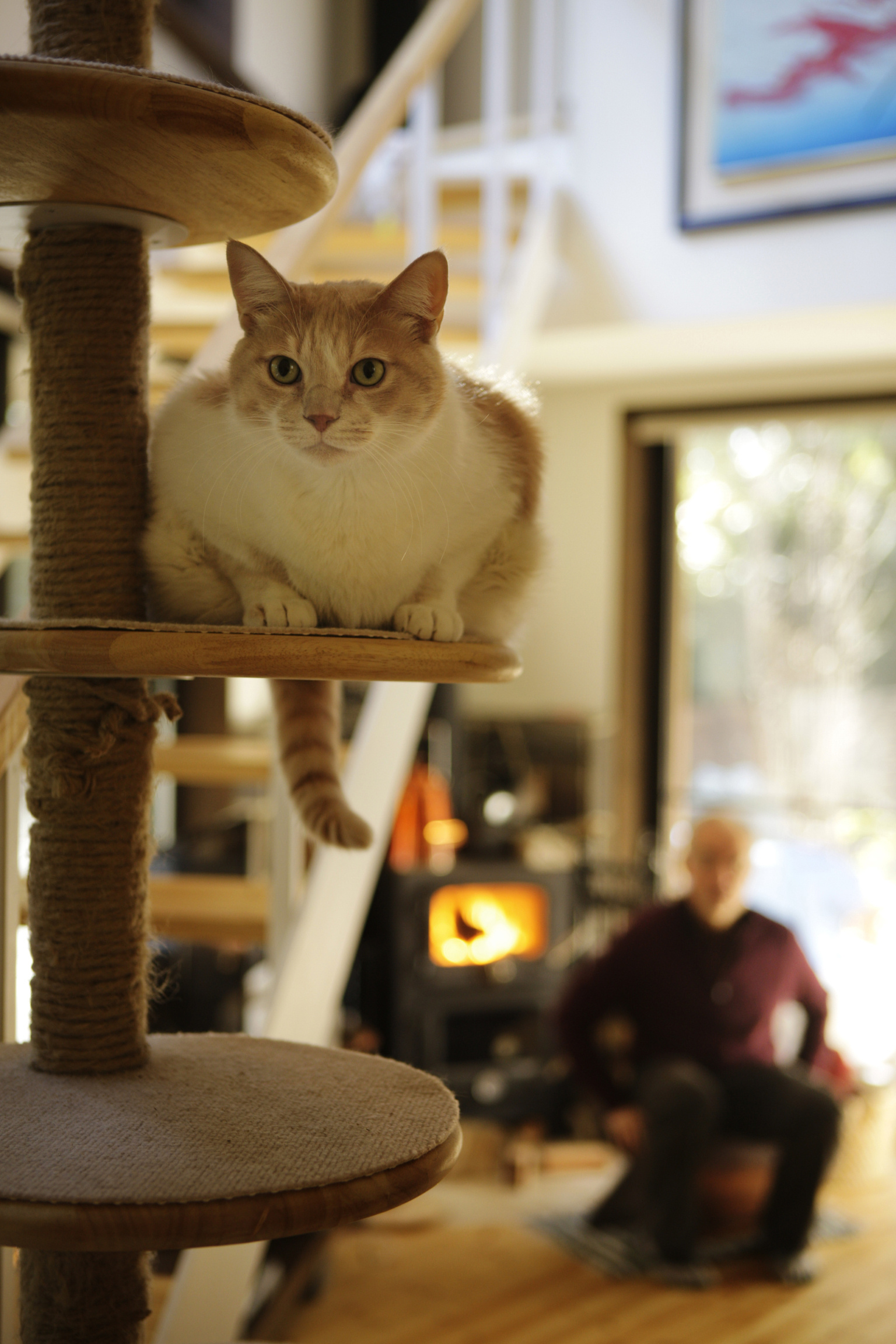 キャットタワーは猫の通路であり、遊び場であり、憩いの場