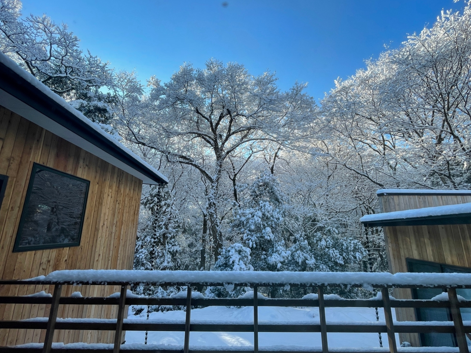 雪の日　静けさと美しい樹形の眺め