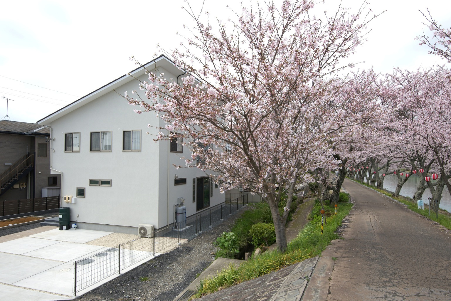 桜並木がうちの窓の風景です
